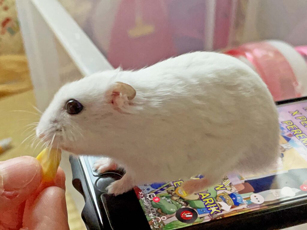 ハム公🐹（仮名）観察日記424：ハム公🐹(仮名)今日はコーン🌽を貰ったよ