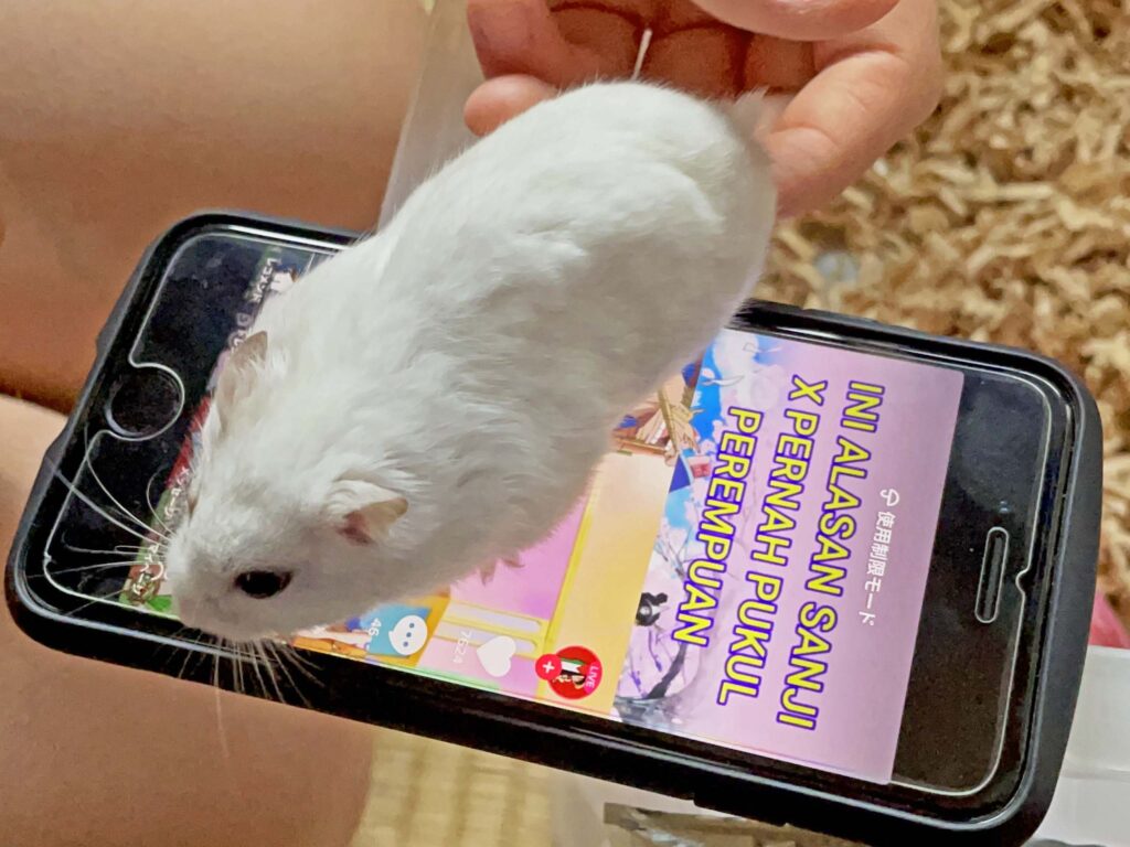 ハム公🐹（仮名）観察日記426：ハム公🐹(仮名)長女に遊ばれる