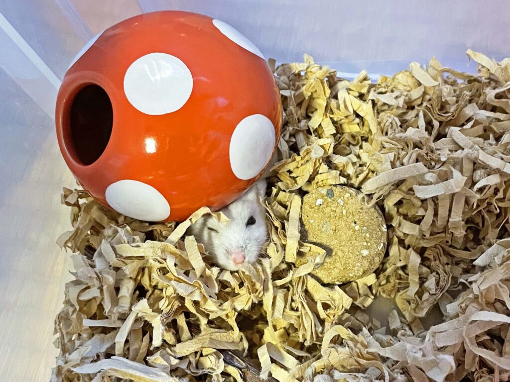 ハム公🐹（仮名）観察日記427：ハム公🐹(仮名)エサの準備に気付く