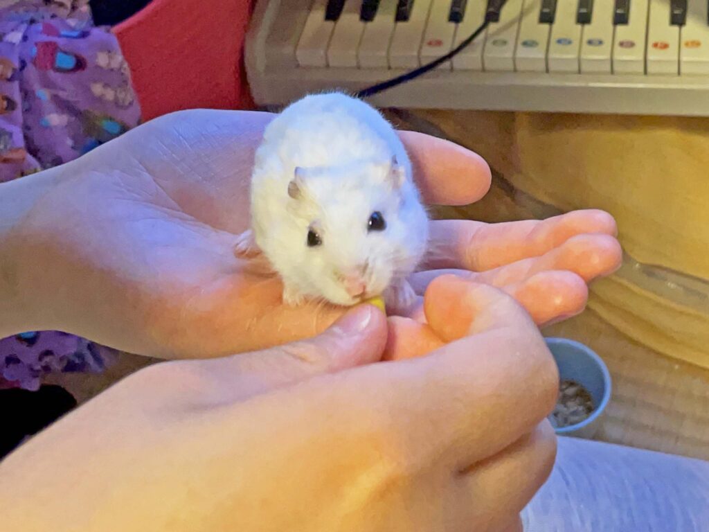 ハム公🐹（仮名）観察日記428：ハム公🐹(仮名)長女からコーン🌽を貰う
