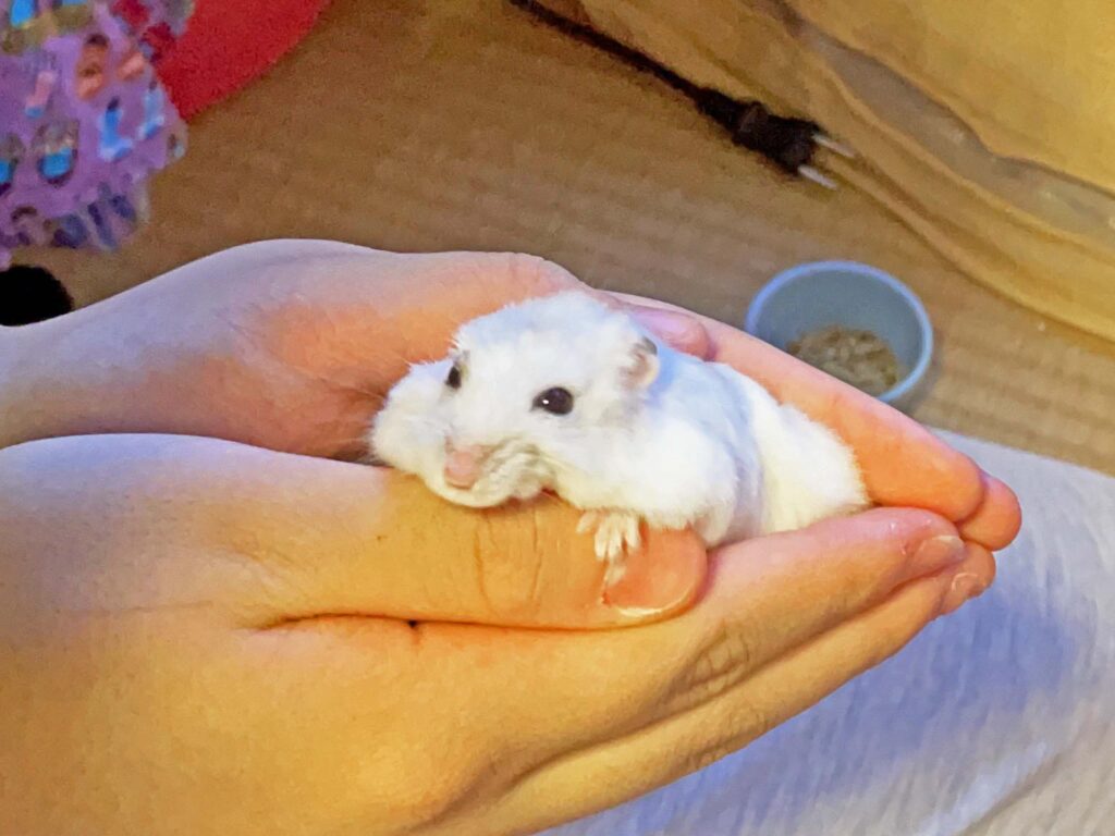 ハム公🐹（仮名）観察日記430：ハム公🐹(仮名)またまた長女に遊ばれる🐹