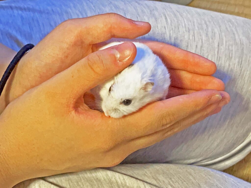 ハム公🐹（仮名）観察日記429：ハム公🐹(仮名)今日の塗薬