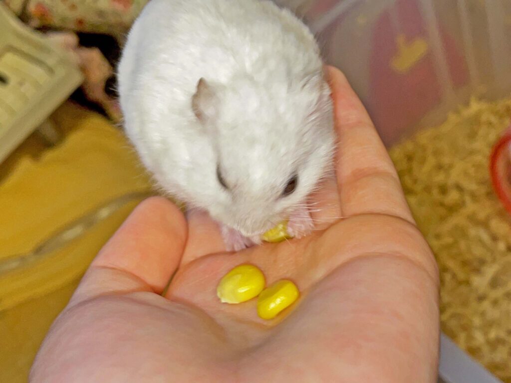 ハム公🐹（仮名）観察日記431：ハム公🐹(仮名)次女からコーン🌽を貰う
