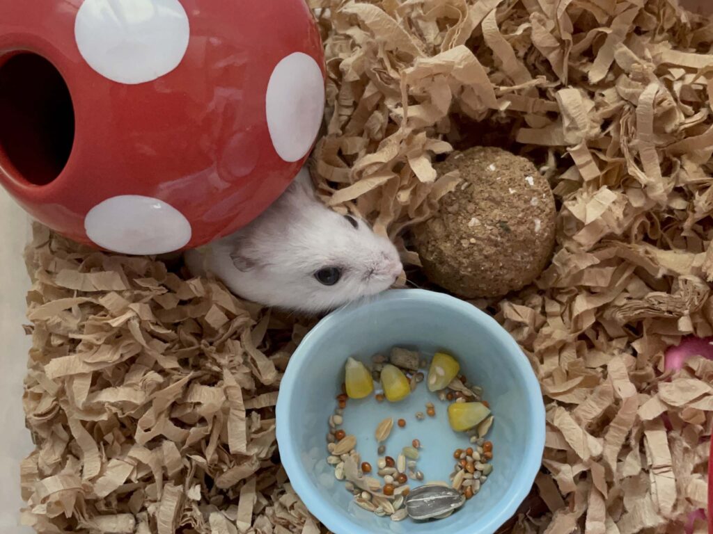 ハム公🐹（仮名）観察日記434：ハム公🐹(仮名)今日もおやつはコーン🌽