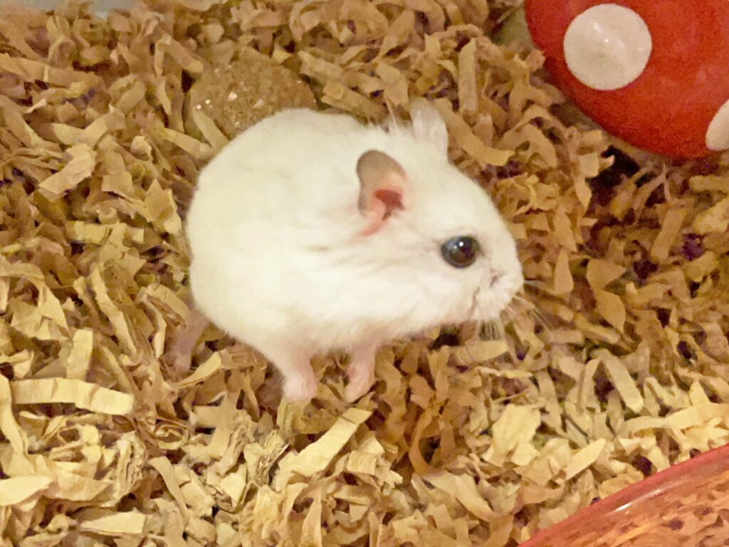 ハム公🐹（仮名）観察日記435：ハム公🐹(仮名)にぼし🐟を見失う