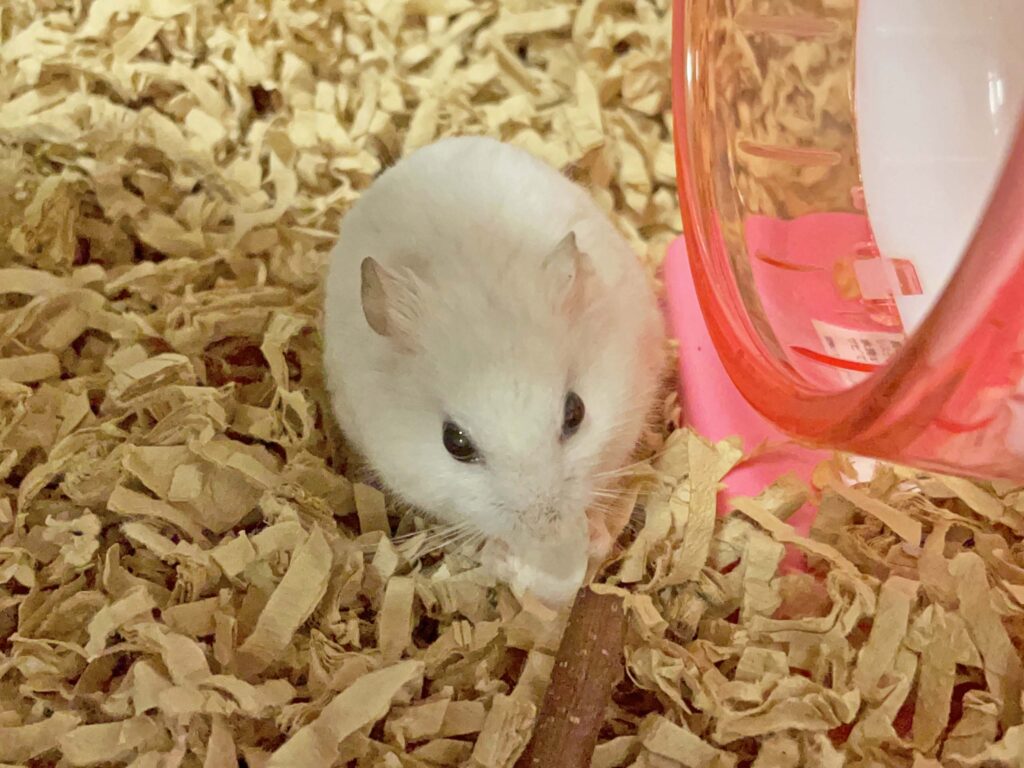 ハム公🐹（仮名）観察日記436：ハム公🐹(仮名)おやつにカボチャ🎃のタネを貰う