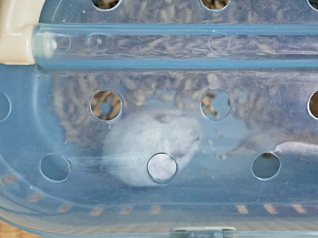 ハム公🐹（仮名）観察日記421：ハム公🐹(仮名)ケージ掃除🧹でペットキャリー