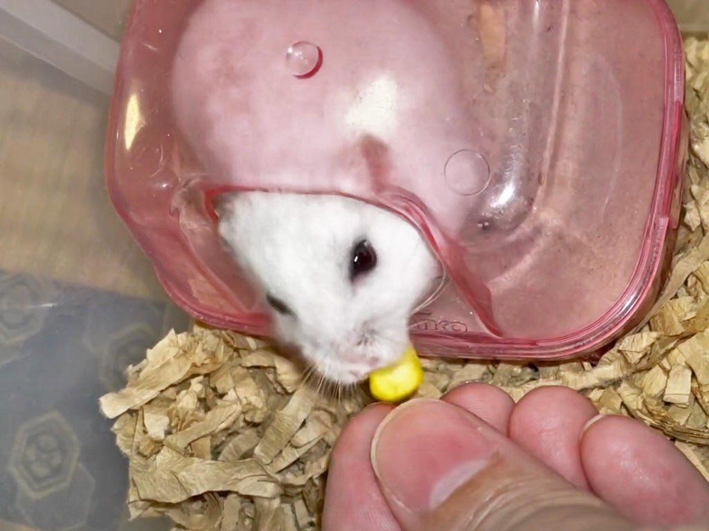 ハム公🐹（仮名）観察日記437：ハム公🐹コーン🌽を貰う(指入っちゃいました💦)