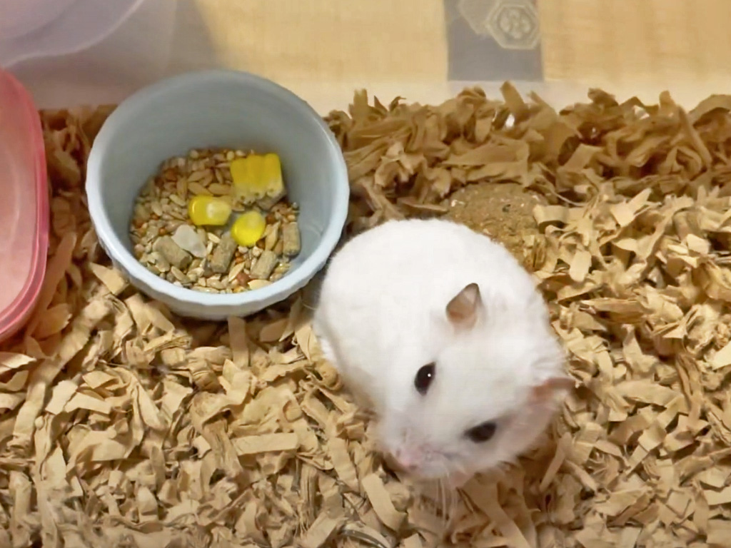ハム公🐹（仮名）観察日記440：ハム公🐹(仮名)今日のエサやり