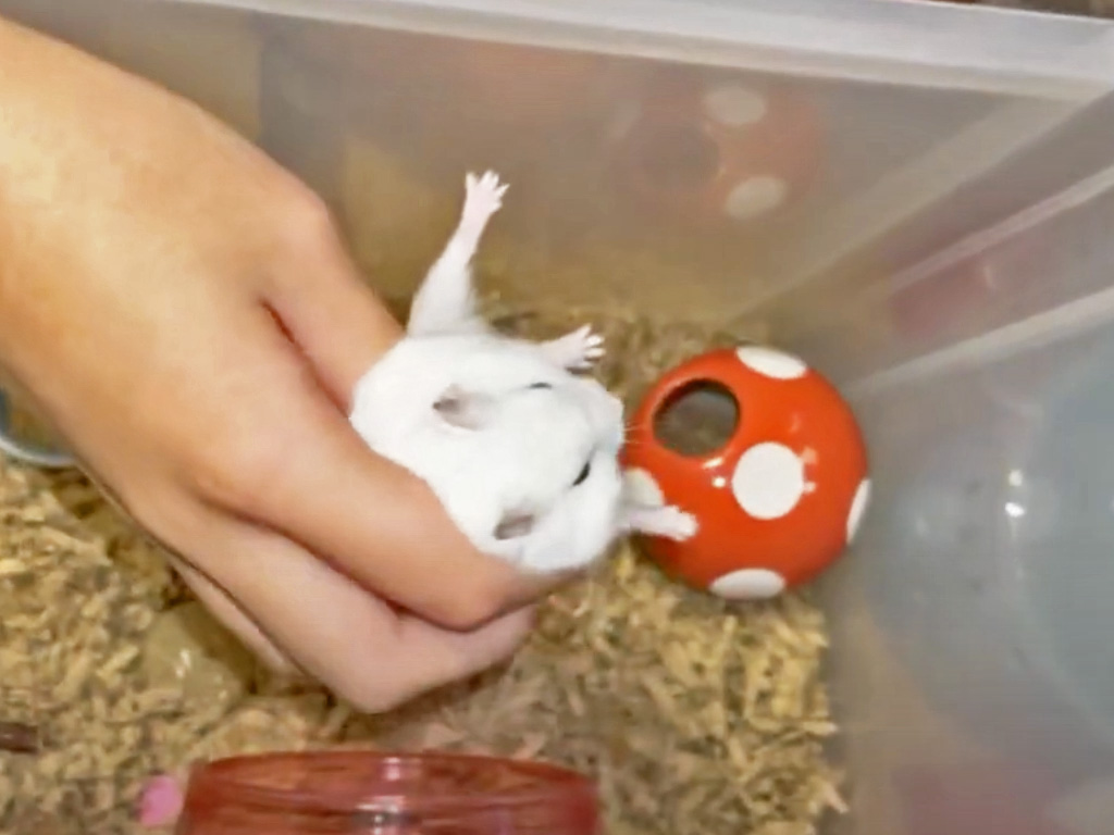 ハム公🐹（仮名）観察日記452：ハム公🐹(仮名)わちゃわちゃしながら手に乗せられる