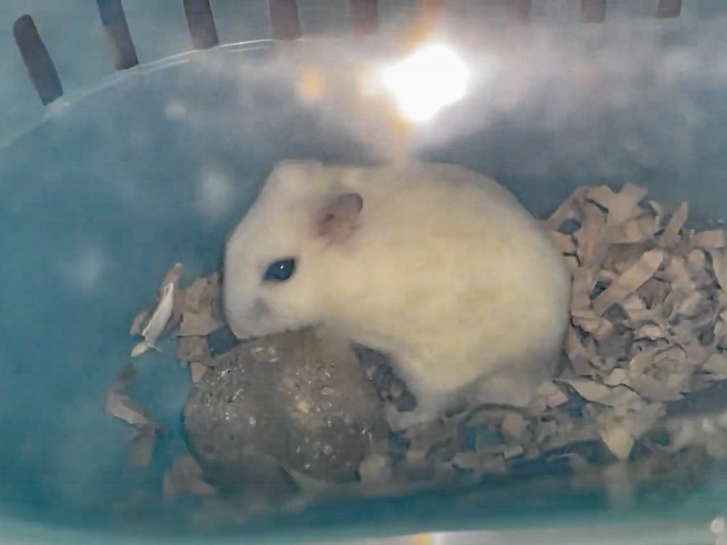 ハム公🐹（仮名）観察日記467：ハム公🐹（仮名）ケージ掃除🧹でペットキャリー