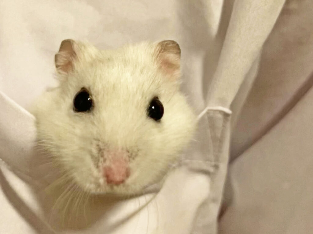 ハム公🐹（仮名）観察日記445：ハム公🐹（仮名）ポケットに入れられる💦