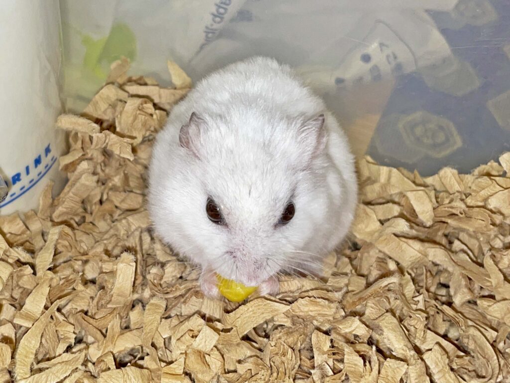 ハム公🐹（仮名）観察日記438：ハム公🐹(仮名)ゆっくりコーン🌽を味わう