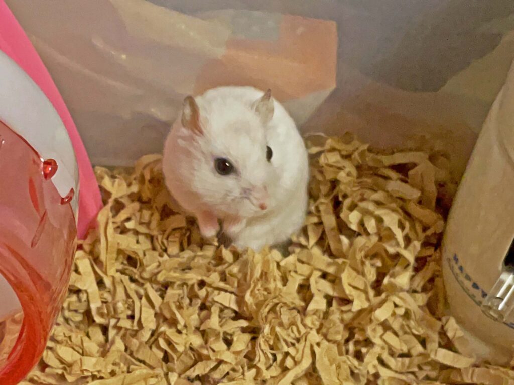 ハム公🐹（仮名）観察日記441：ハム公🐹(仮名)チーズ🧀はお気に召さなかった😭