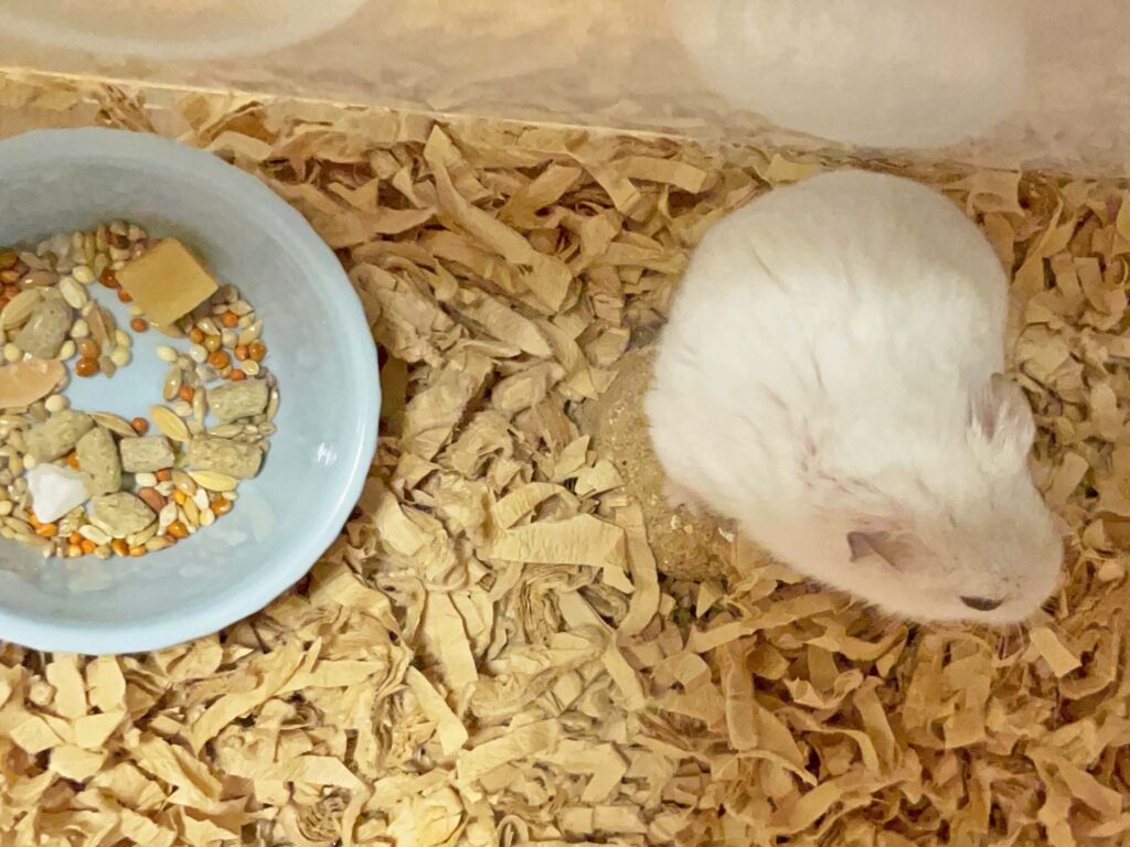 ハム公🐹（仮名）観察日記443：ハム公🐹(仮名)チーズ🧀はお気に召さなかったらしい😭