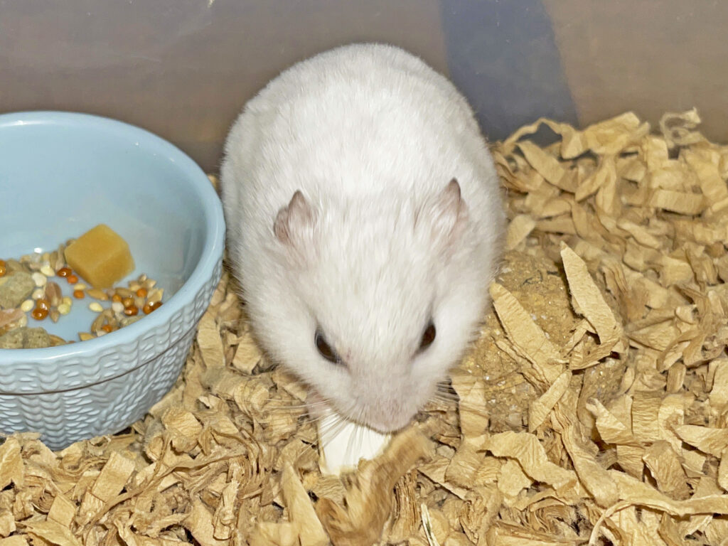 ハム公🐹（仮名）観察日記444：ハム公🐹(仮名)カボチャ🎃のタネはお気に召したらしい😅