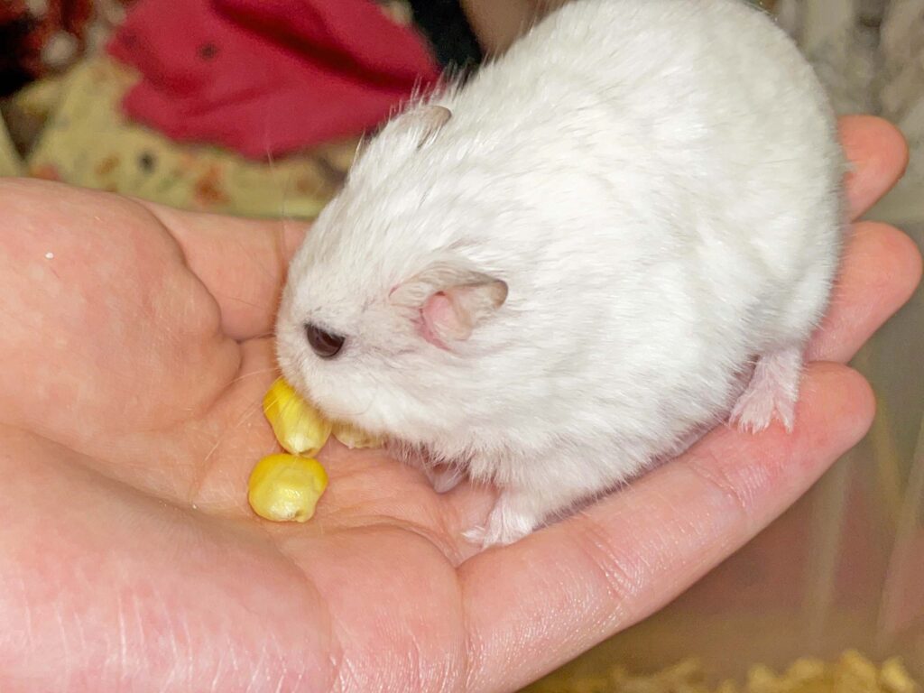 ハム公🐹（仮名）観察日記446：ハム公🐹手の上でコーン🌽を貰う