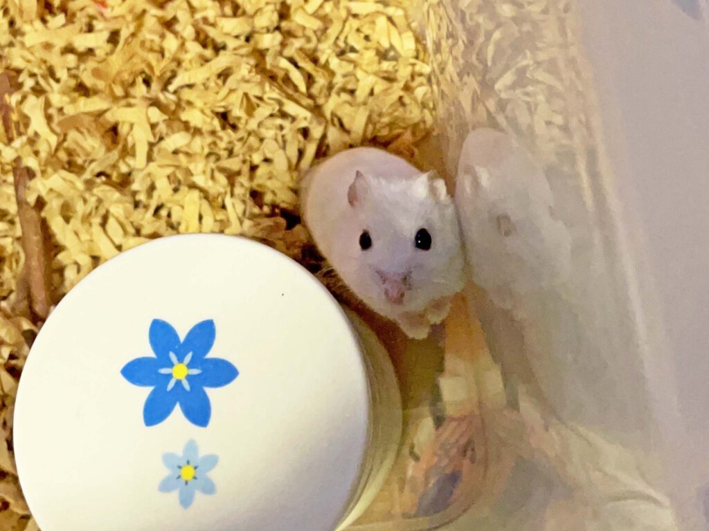 ハム公🐹（仮名）観察日記447：すみっこ走るよハム公🐹(仮名)