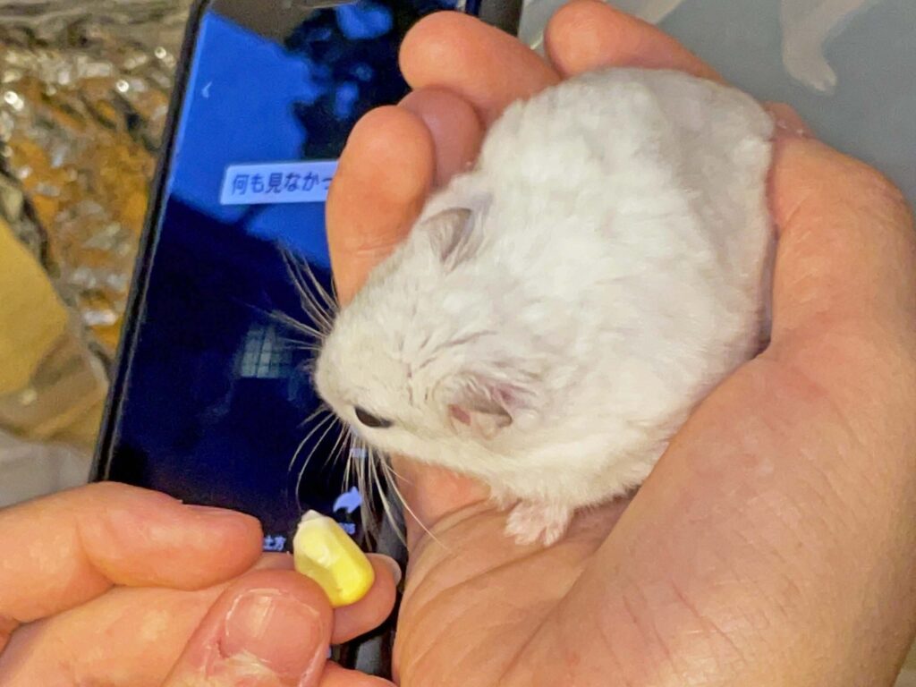 ハム公🐹（仮名）観察日記448：ハム公🐹(仮名)コーン🌽を貰う