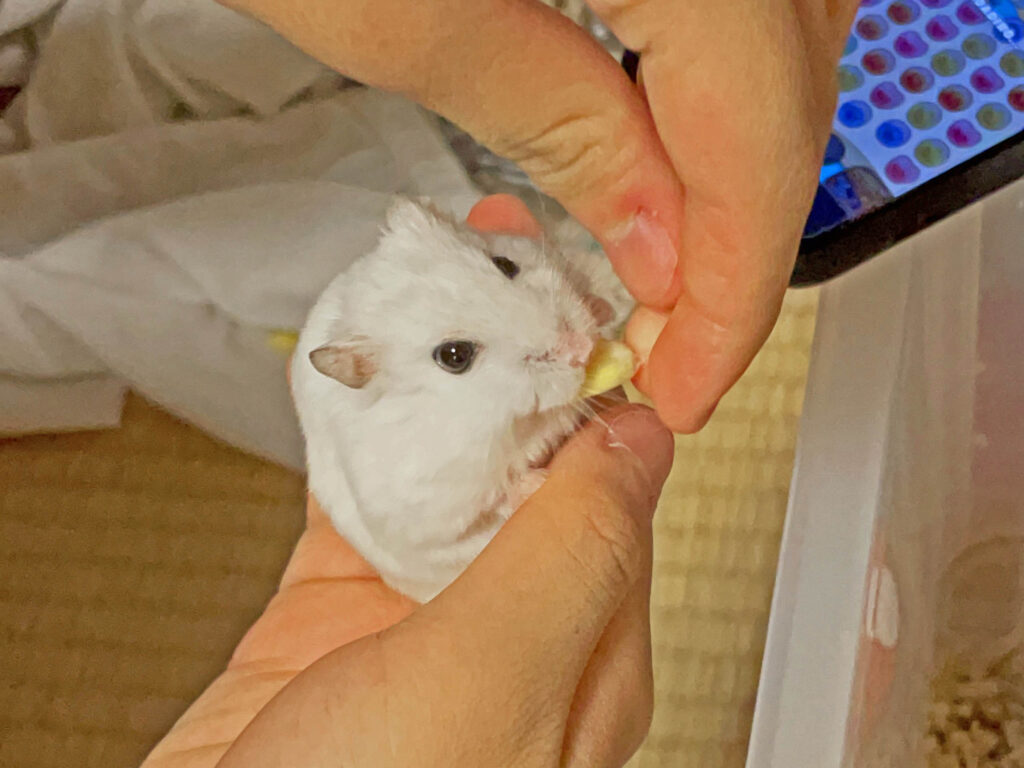 ハム公🐹（仮名）観察日記449：ハム公🐹(仮名)長女からコーン🌽を貰う