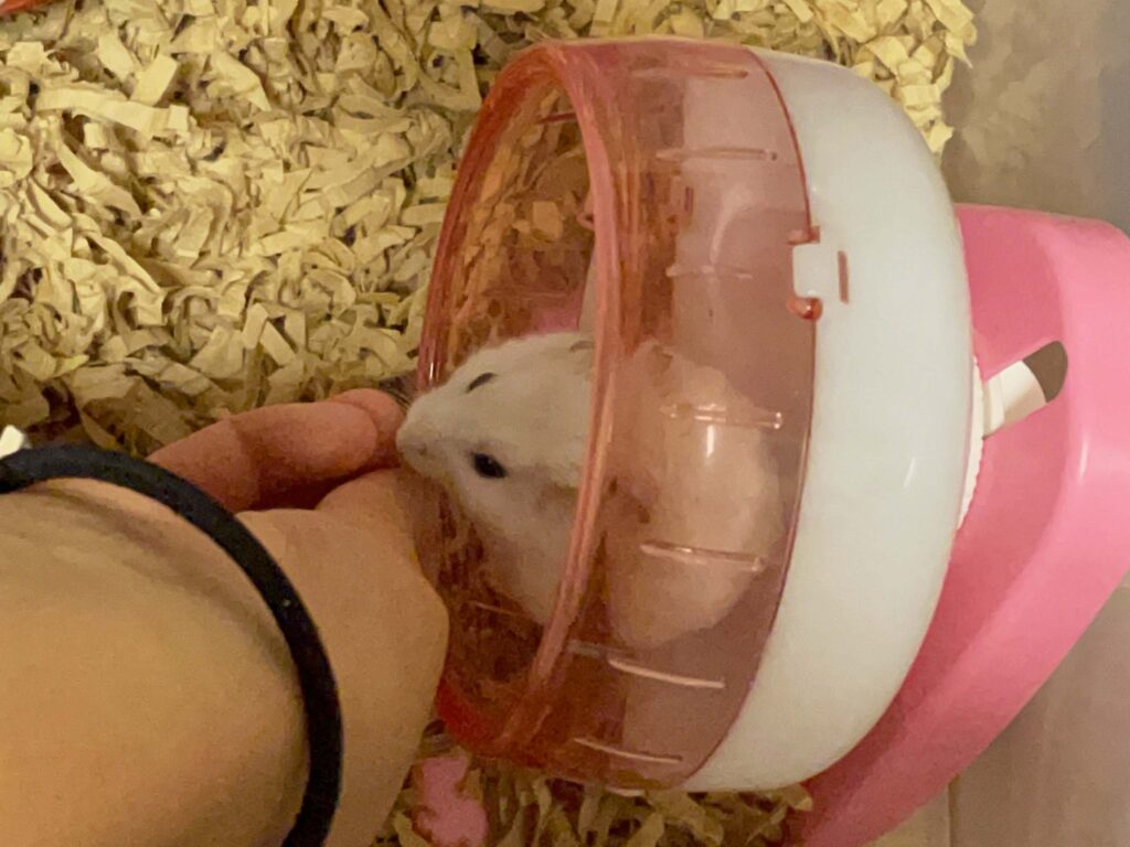 ハム公🐹（仮名）観察日記450：ハム公🐹(仮名)今日も長女からコーン🌽を貰う