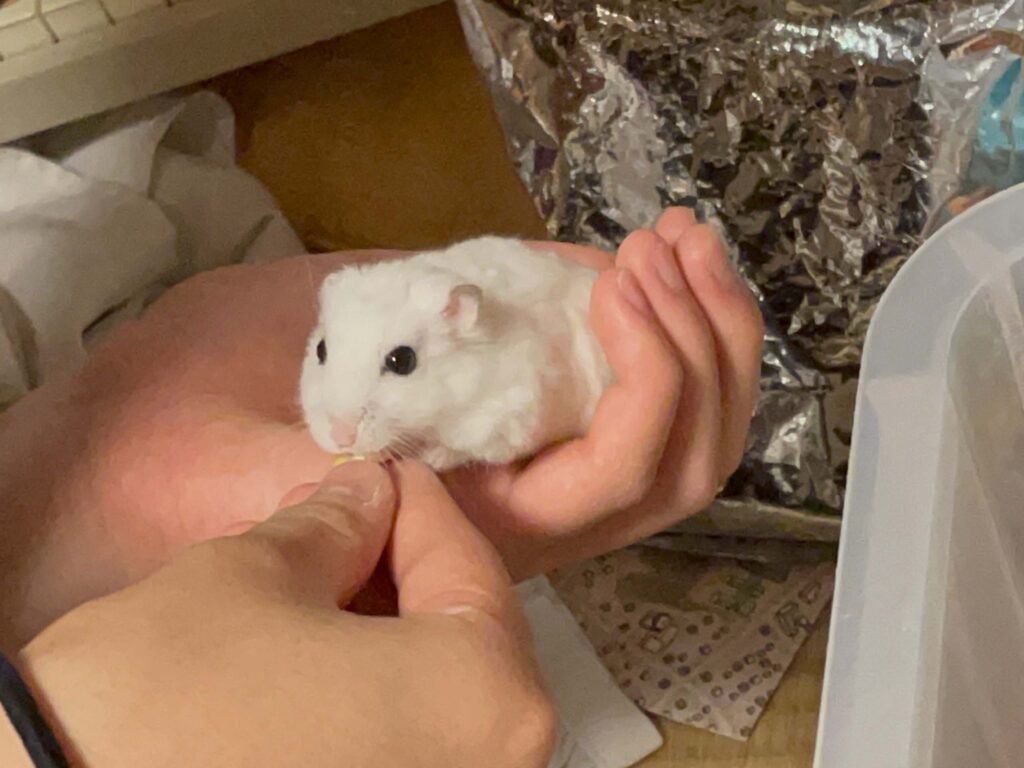 ハム公🐹（仮名）観察日記451：ハム公🐹(仮名)手乗りでコーン🌽