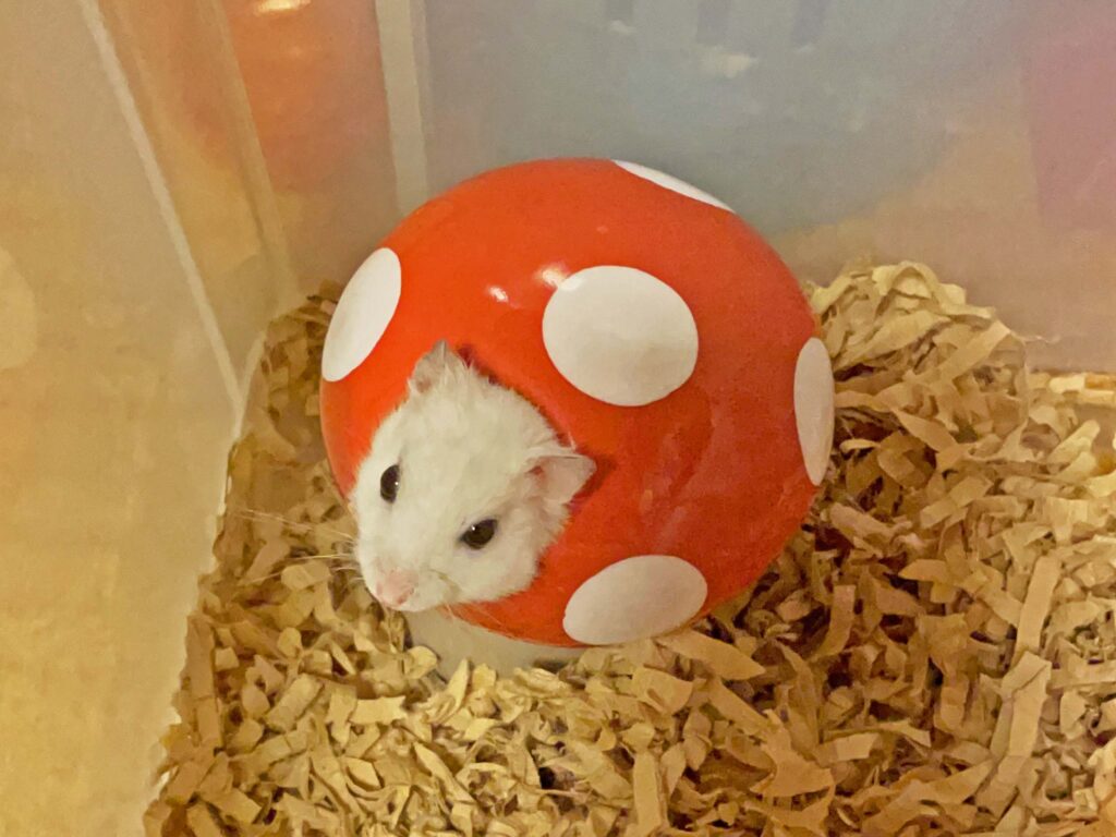 ハム公🐹（仮名）観察日記453：ハム公🐹(仮名)エサやりの気配で出て来る