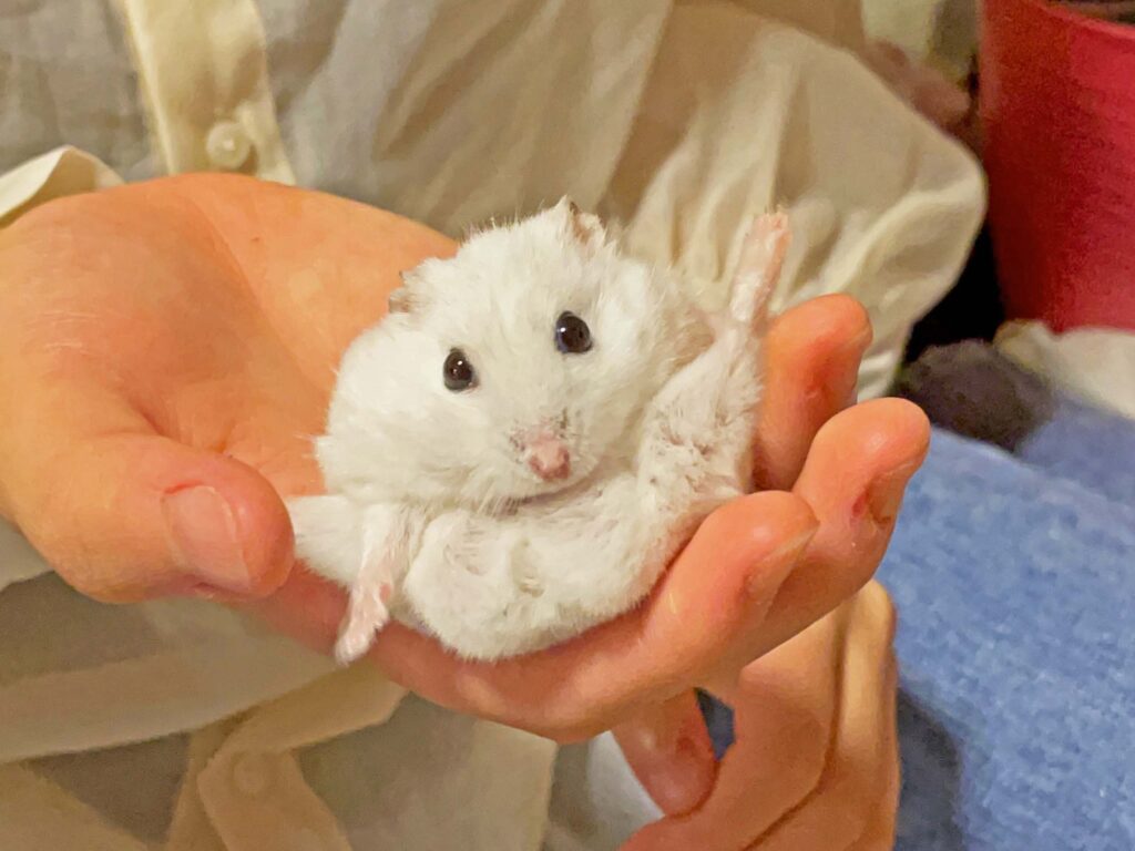ハム公🐹（仮名）観察日記454：ハム公🐹(仮名)長女に遊ばれる💦