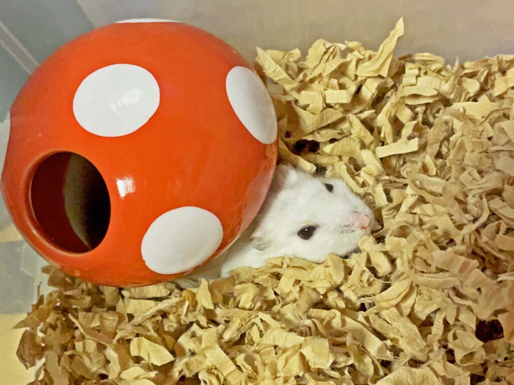 ハム公🐹（仮名）観察日記457：ハム公🐹(仮名)餌やり準備中にのっそり