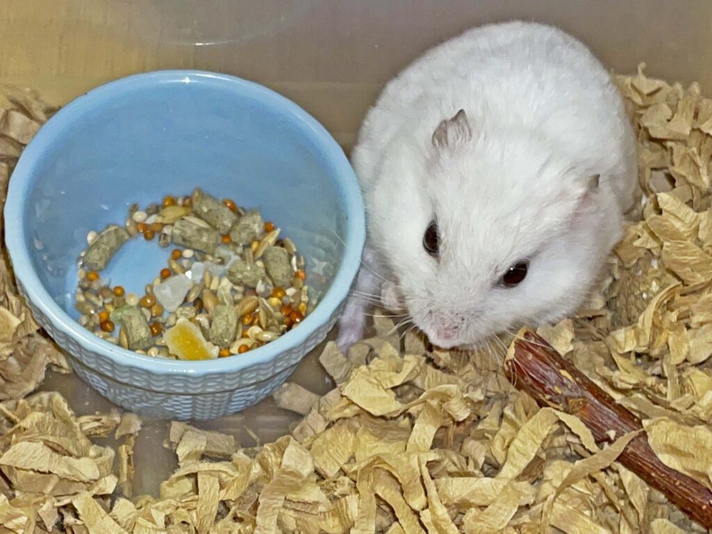 ハム公🐹（仮名）観察日記458：ハム公🐹(仮名)餌皿でグイグイ押される💦