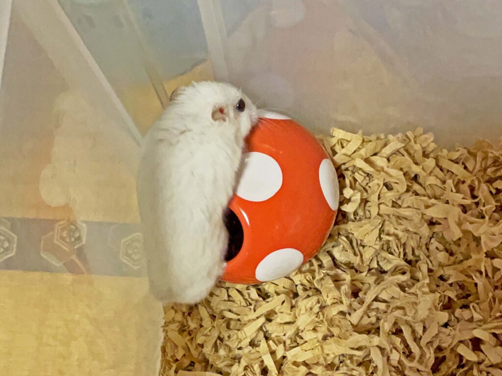 ハム公🐹（仮名）観察日記459：ハム公🐹（仮名）餌を期待して駆けずり回る
