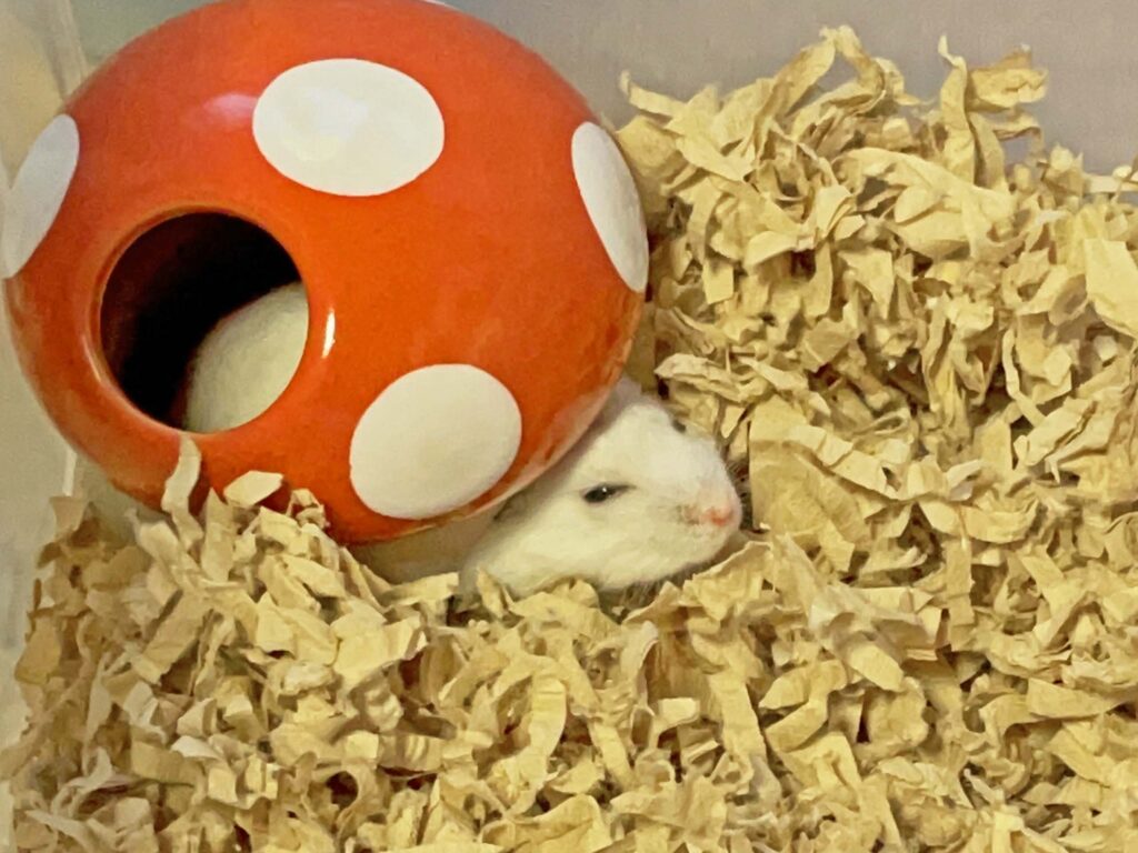 ハム公🐹（仮名）観察日記461：ハム公🐹（仮名）まだ眠いの…