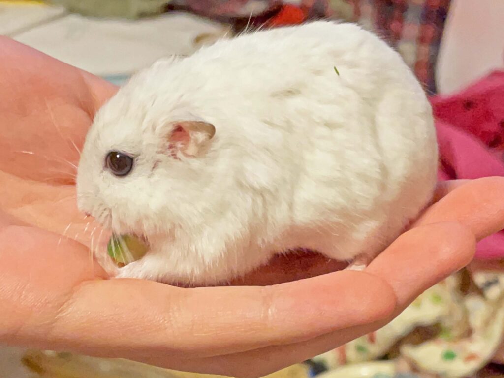 ハム公🐹（仮名）観察日記463：ハム公🐹（仮名）キュウリ🥒を貰う