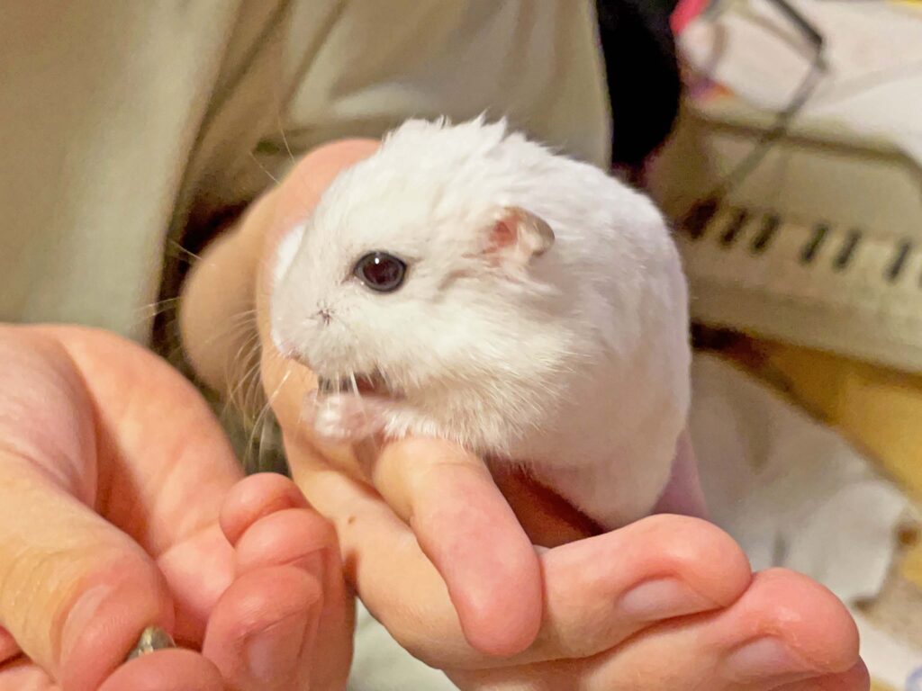 ハム公🐹（仮名）観察日記464：ハム公🐹（仮名）ヒマワリ🌻のタネを貰う