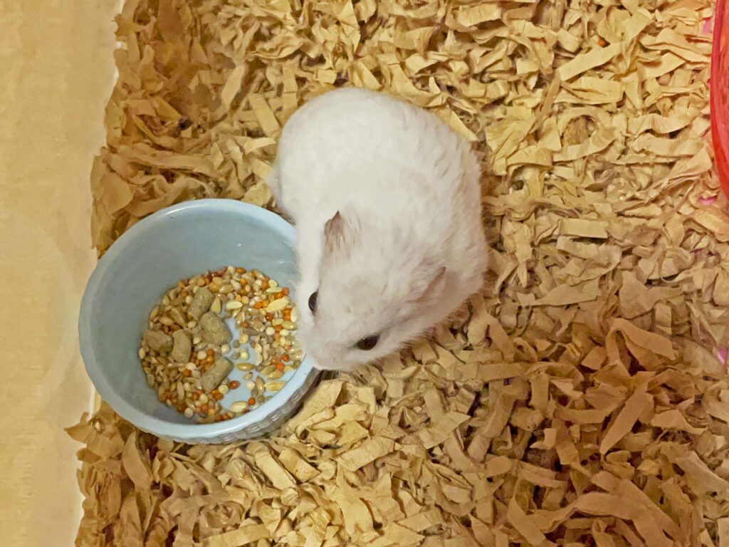 ハム公🐹（仮名）観察日記465：ハム公🐹（仮名）食べようか？遊ぼうか？