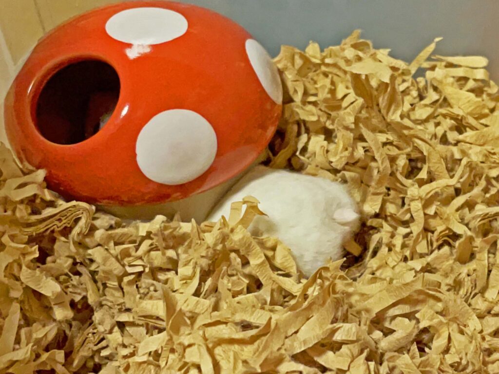ハム公🐹（仮名）観察日記466：ハム公🐹（仮名）餌を食べずにキノコ🍄のお家に帰る😲