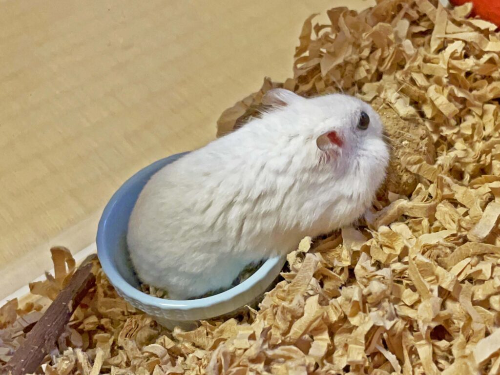 ハム公🐹（仮名）観察日記468：ハム公🐹（仮名）ケージに戻る