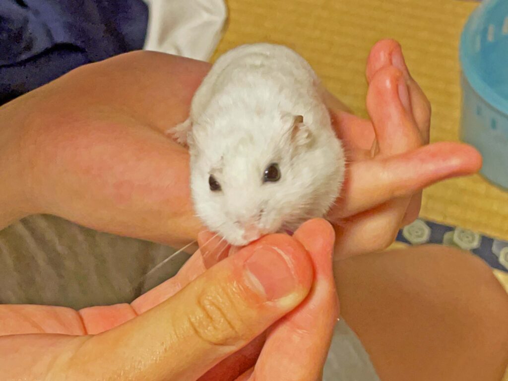 ハム公🐹（仮名）観察日記470：ハム公🐹（仮名）ヒマワリ🌻のタネを貰う