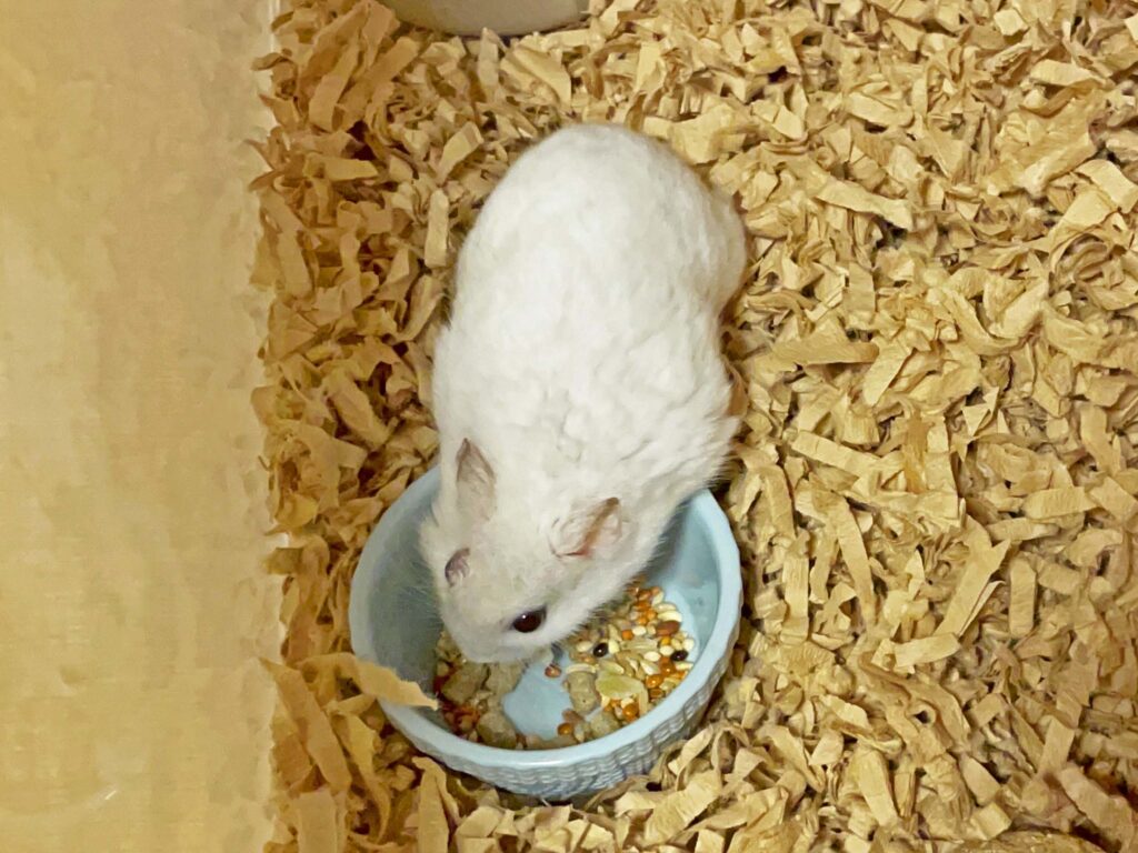 ハム公🐹（仮名）観察日記471：ハム公🐹（仮名）餌を貰う