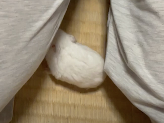 ハム公🐹（仮名）観察日記482：ハム公🐹（仮名）ケージから居なくなる！？