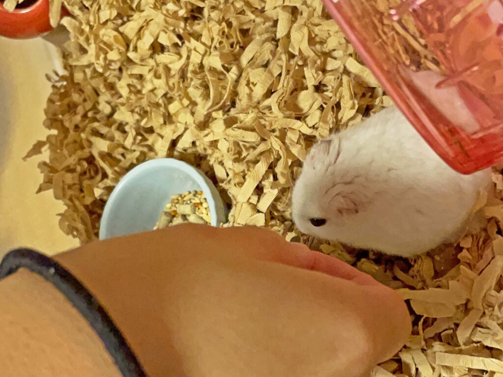 ハム公🐹（仮名）観察日記473：ハム公🐹（仮名）ヒマワリ🌻のタネを貰う