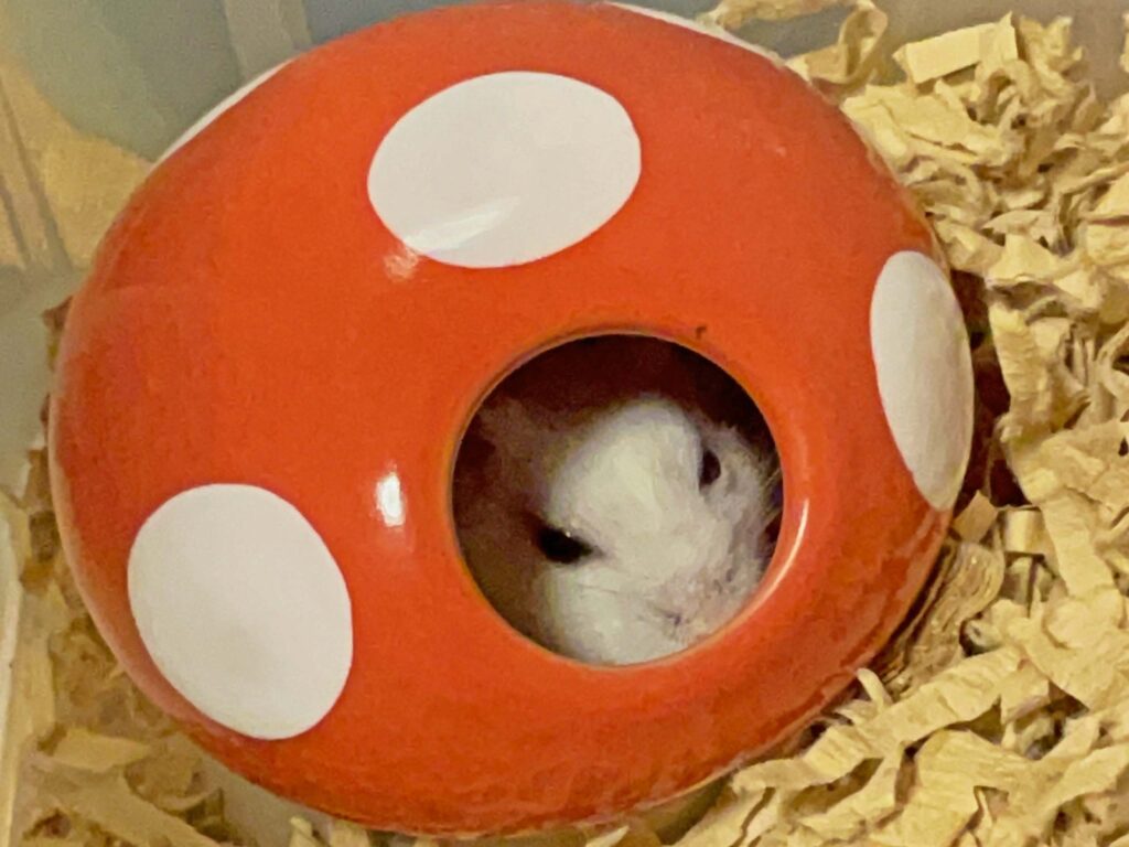 ハム公🐹（仮名）観察日記474：ハム公🐹（仮名）キノコ🍄のお家で毛繕いする
