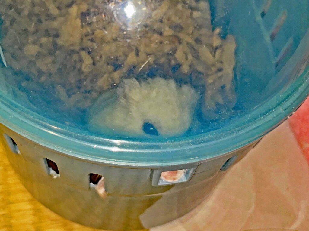 ハム公🐹（仮名）観察日記477：ハム公🐹（仮名）ペットキャリーを齧る