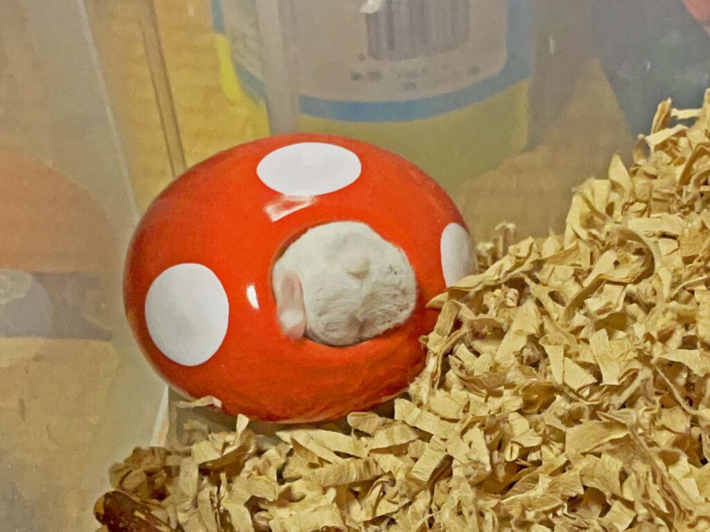ハム公🐹（仮名）観察日記478：ハム公🐹（仮名）ケージ掃除🧹が終わってケージに帰る