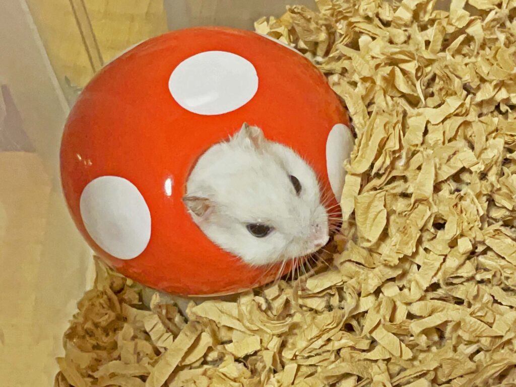 ハム公🐹（仮名）観察日記479：ハム公🐹（仮名）キノコ🍄のお家で毛繕い