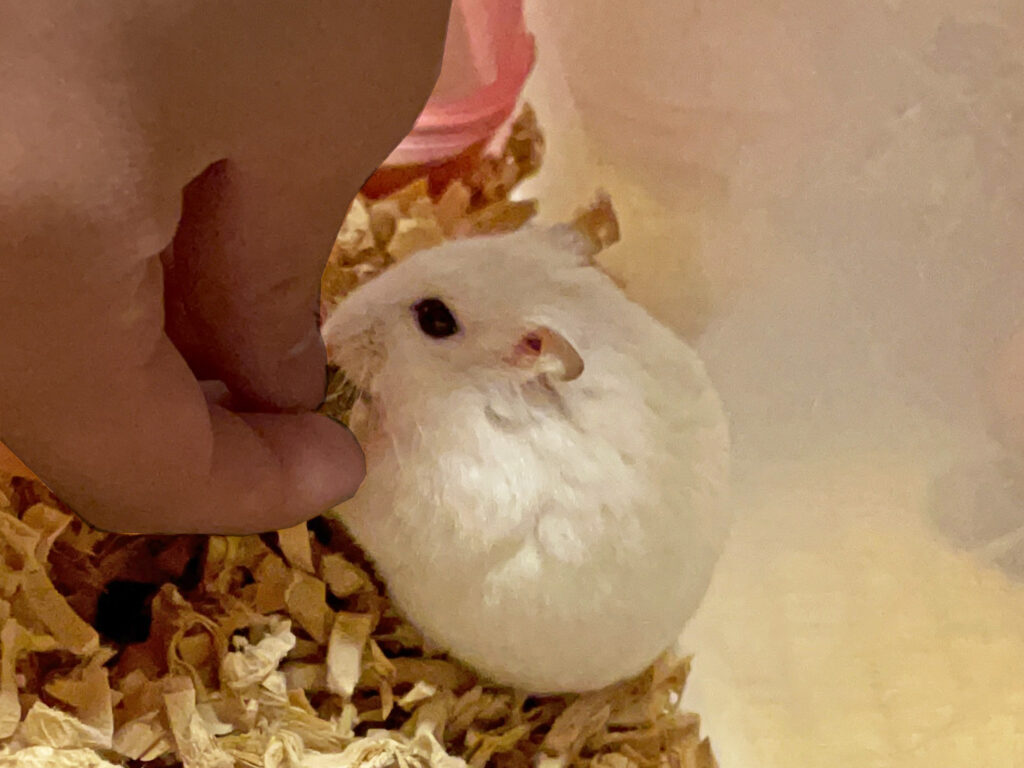 ハム公🐹（仮名）観察日記480：ハム公🐹（仮名）ヒマワリ🌻のタネをもらう