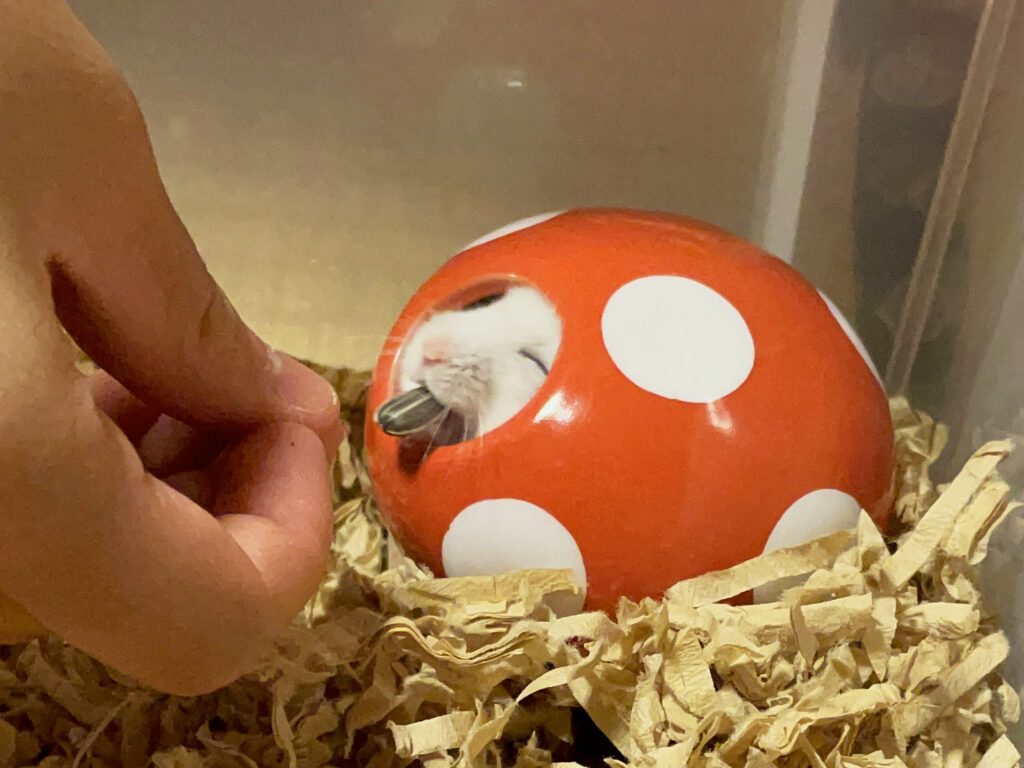 ハム公🐹（仮名）観察日記481：ハム公🐹（仮名）キノコ🍄のお家でヒマワリ🌻のタネを貰う