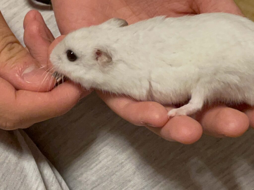 ハム公🐹（仮名）観察日記483：ハム公🐹（仮名）ヒマワリ🌻のタネをもらう