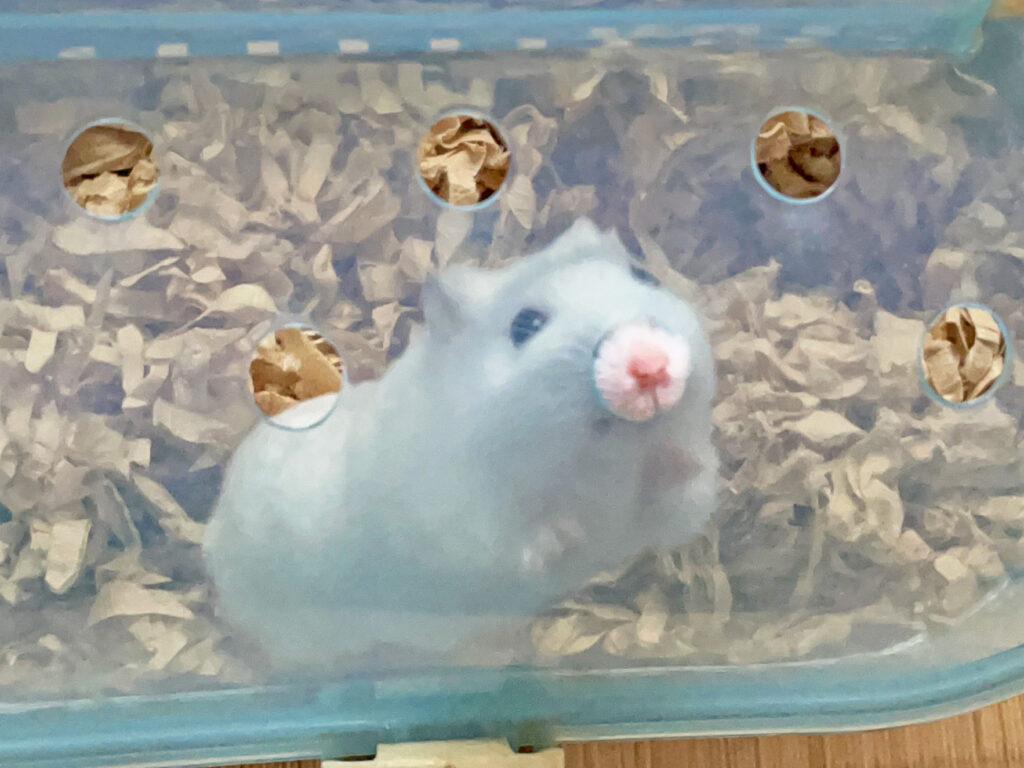 ハム公🐹（仮名）観察日記484：ハム公🐹（仮名）ケージ掃除🧹でペットキャリーへ
