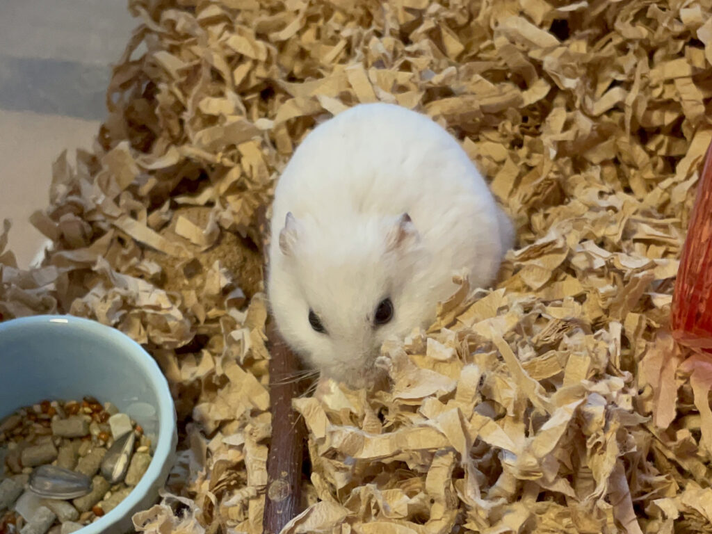 ハム公🐹（仮名）観察日記485：ハム公🐹（仮名）ケージに戻ってカボチャ🎃のタネを食べる